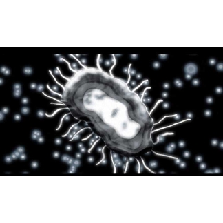 STD prevention video